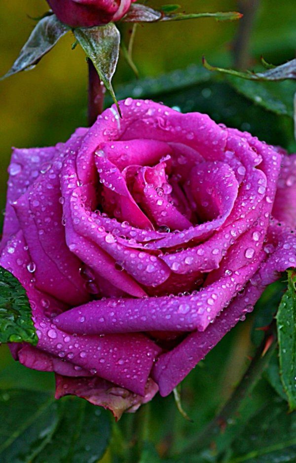 красивые цветочки