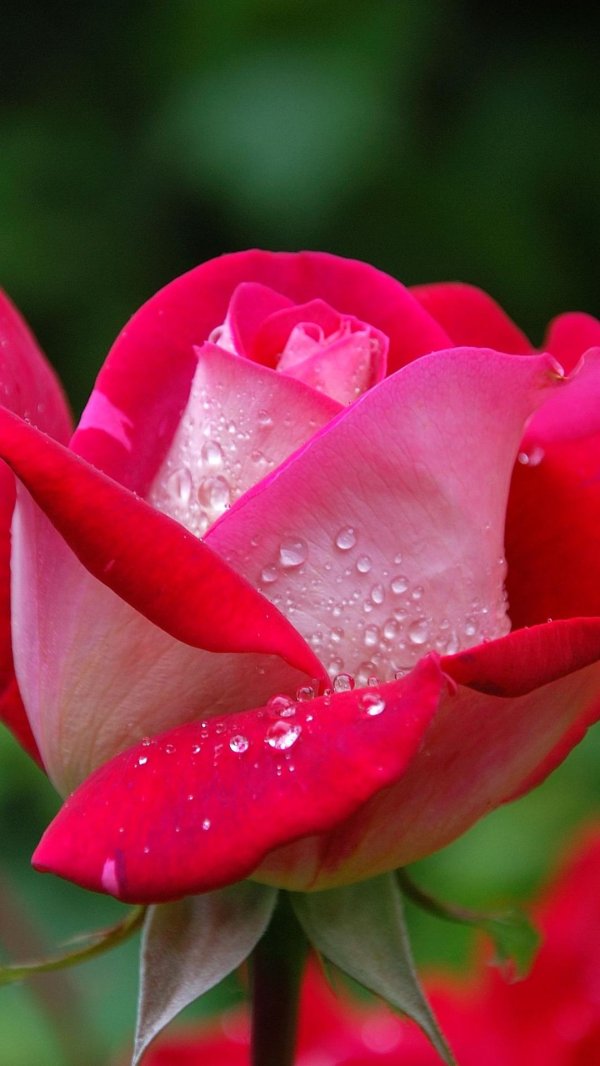 цветок в росе