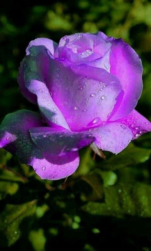 красивая цветок