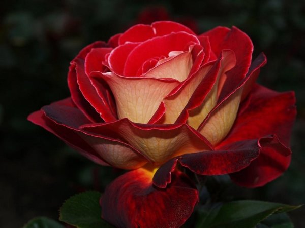 дабл делайт роза