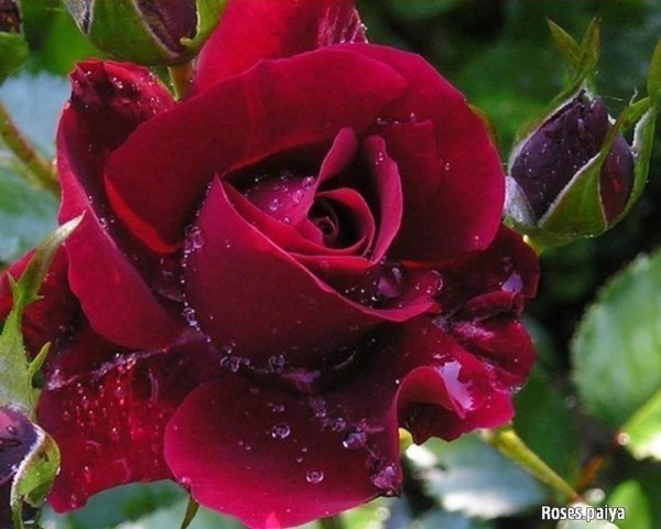 роза бордовая