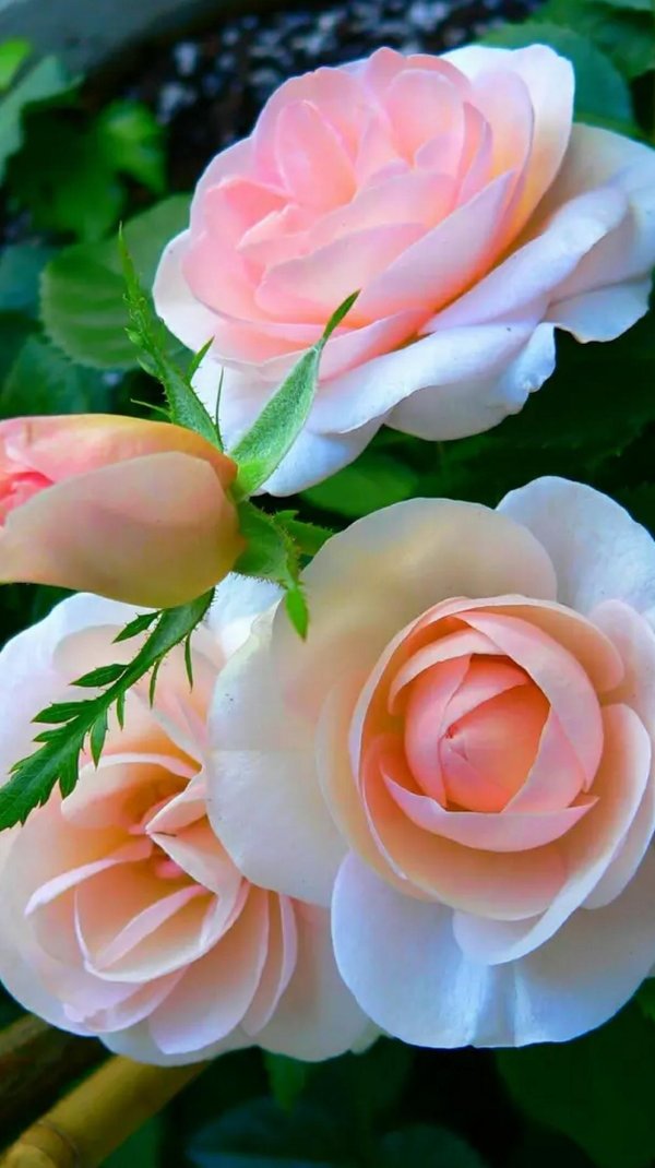 цветы красивые розы