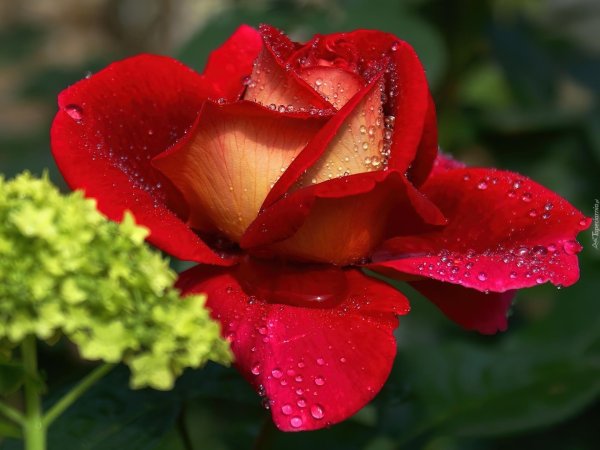 красивые цветочки