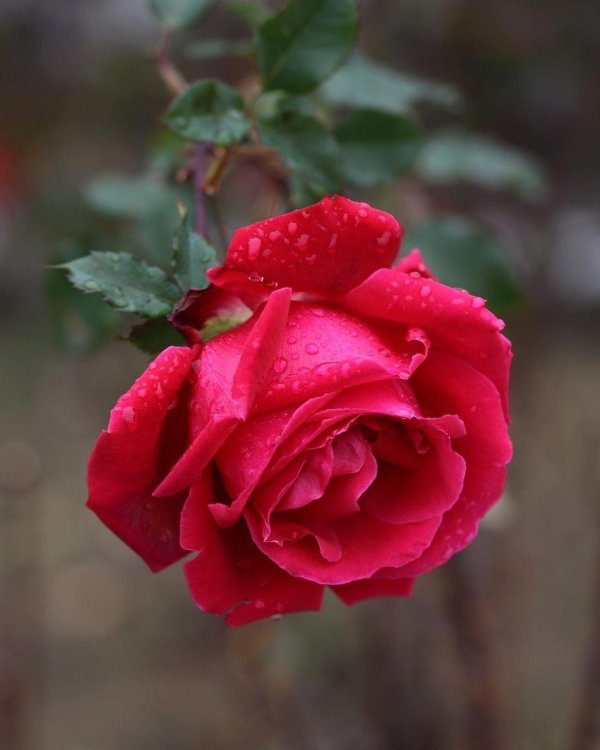 роза пахнет розой хоть