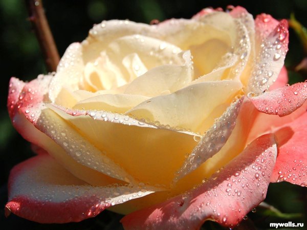 роза бель перл