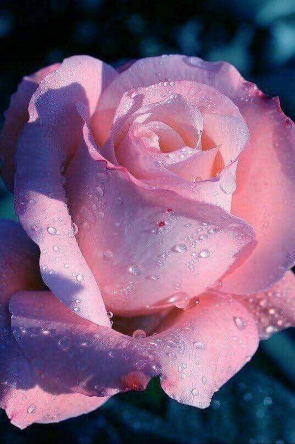 красивые цветочки