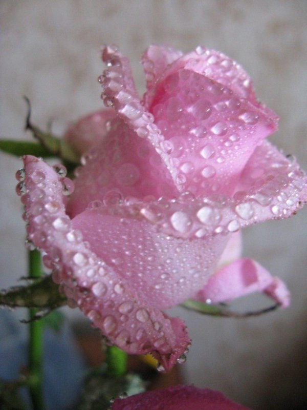 цветок в росе