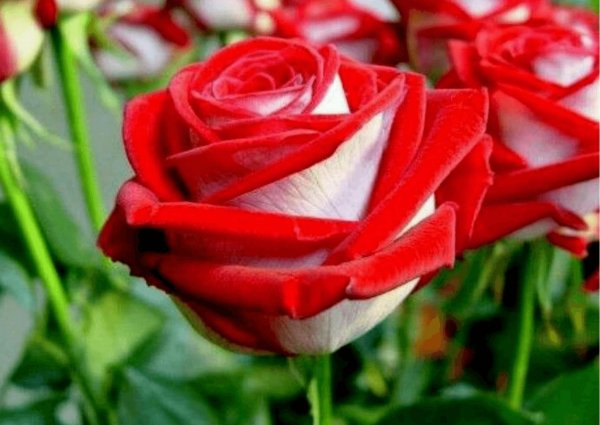 роза чайногибридная альянс