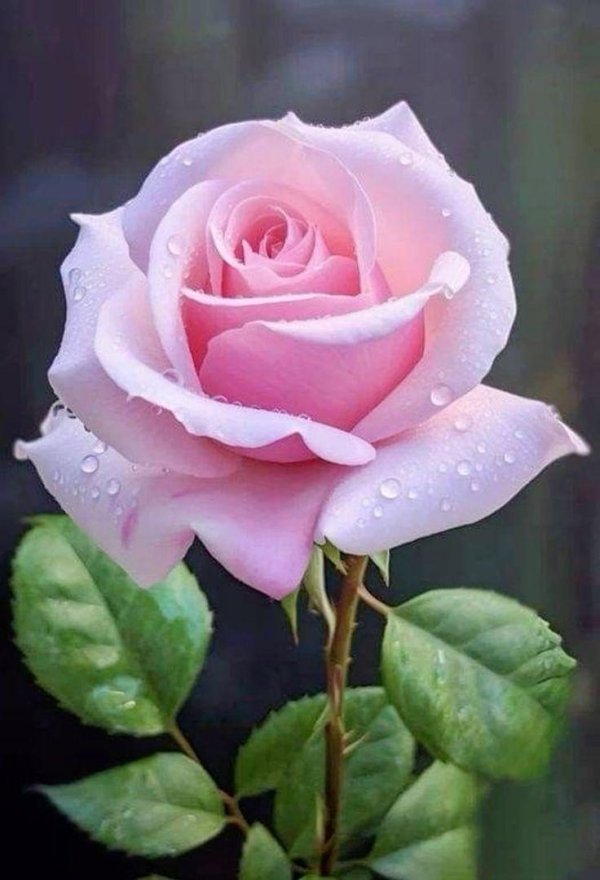 розовые розы цветы