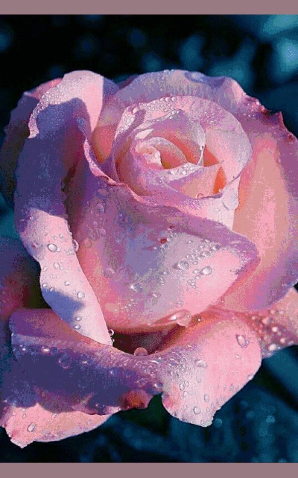 красивые цветочки