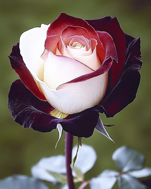 цветы красивые розы