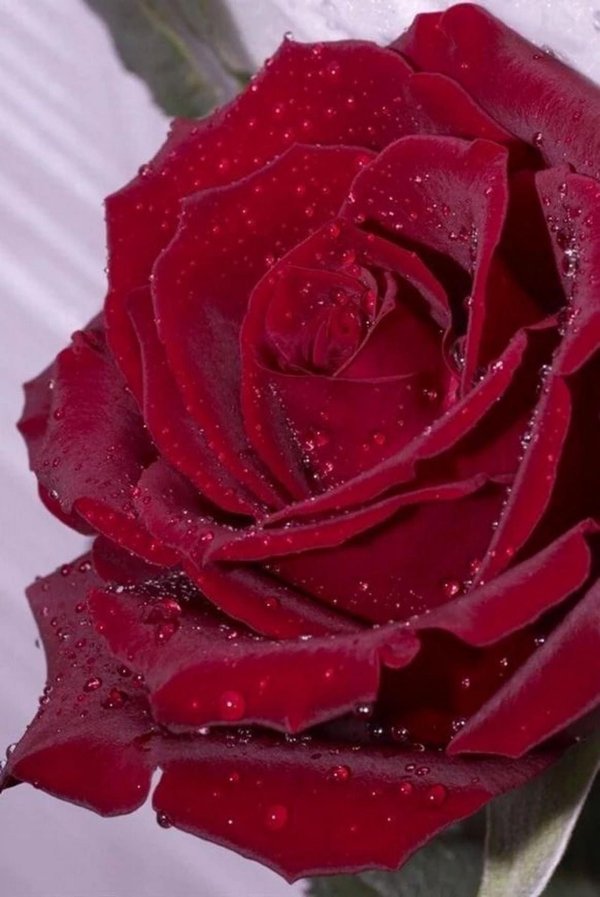 розы темно красные