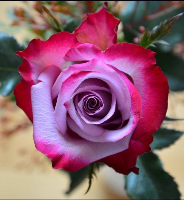 дип перпл роза