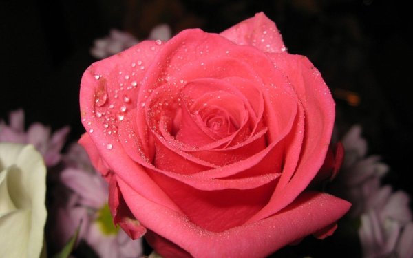 крупная роза