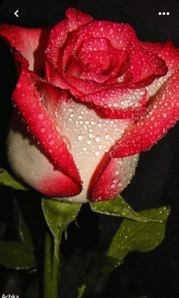 самые красивые цветы