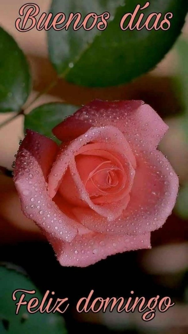 очень красивые цветы