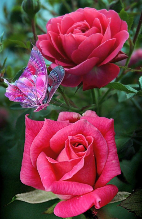 бабочка цветок