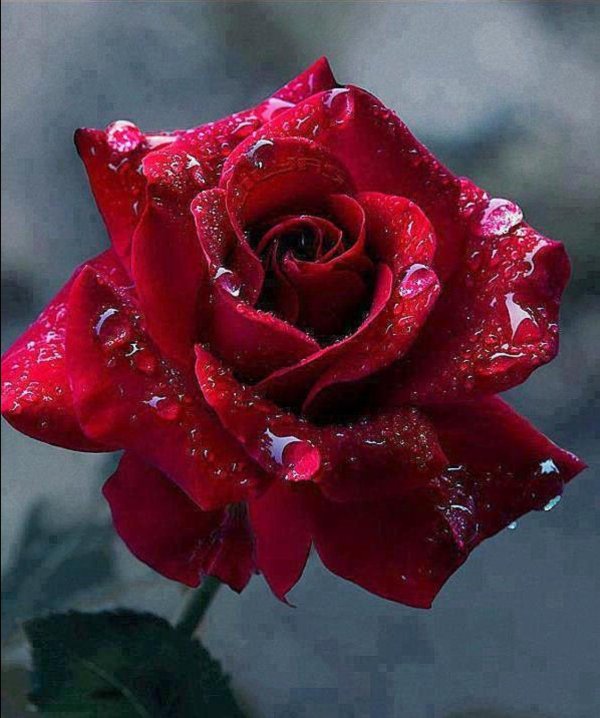 шикарная роза