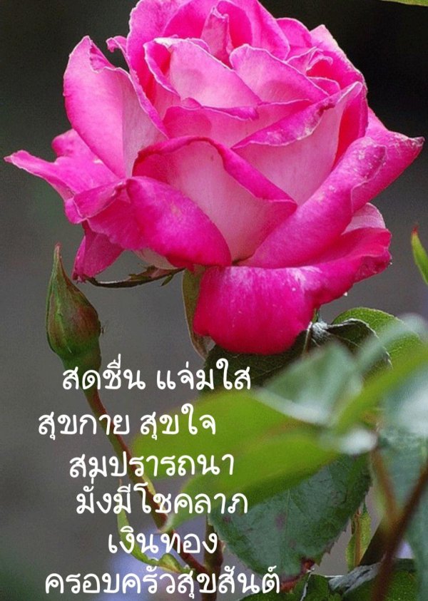 роза ингрид