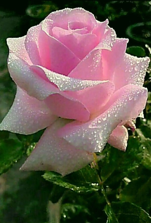 красивые цветы розы