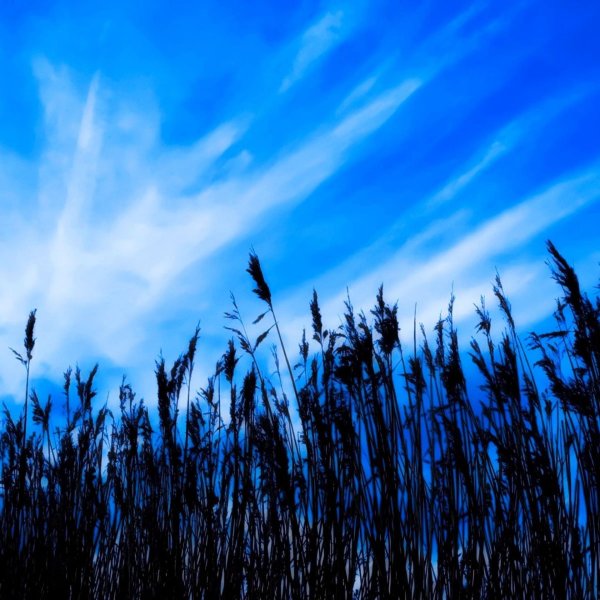 природа трава