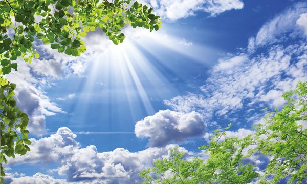 дерево на фоне неба