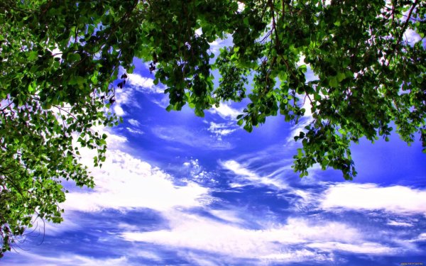 дерево на фоне неба