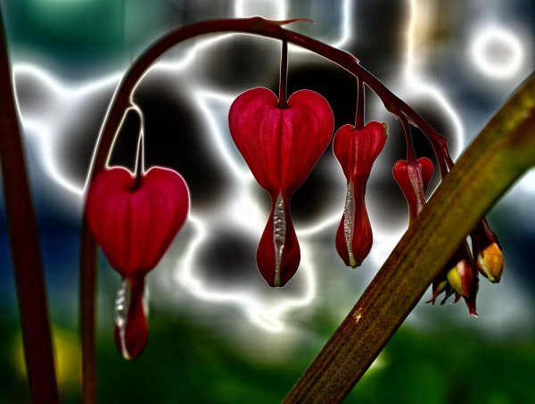 дицентра великолепная валентина