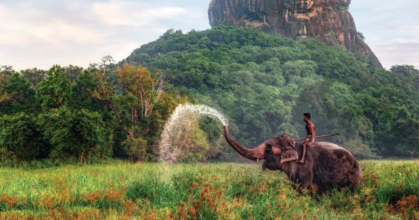 шри ланка слоны