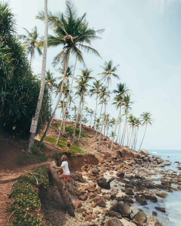 coconut tree hill mirissa