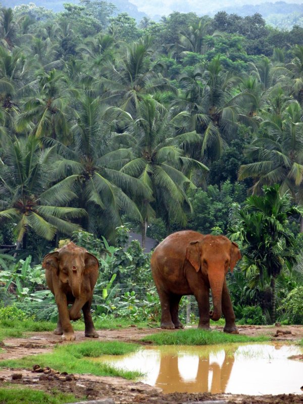 пиннавела шри ланка