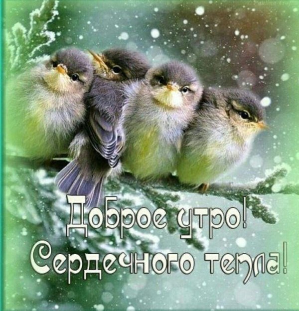 доброе утро с птичками зимой