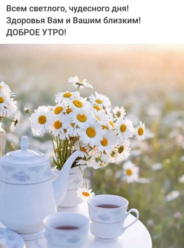 ромашки доброе утро