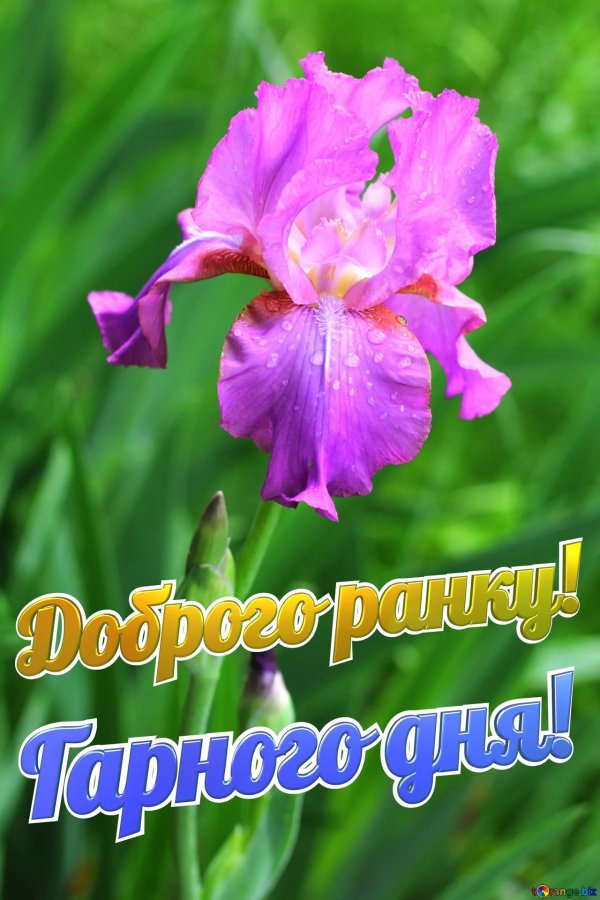 ирис попугайный