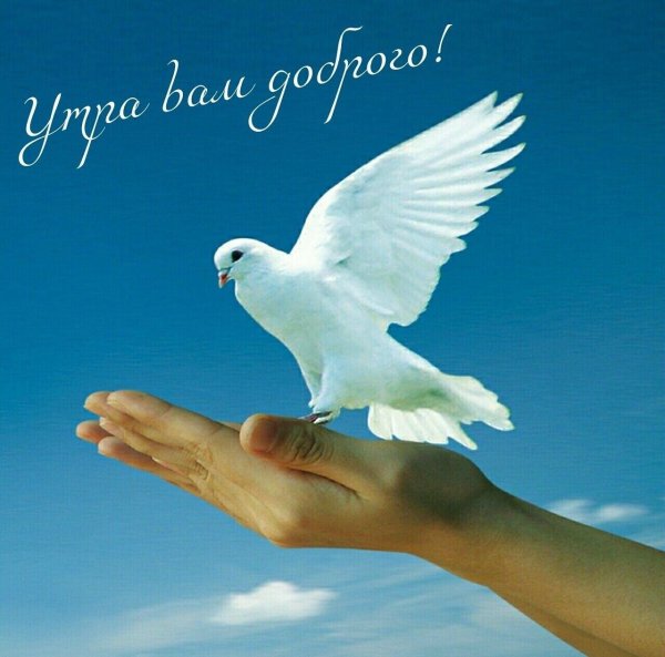 белая голубь