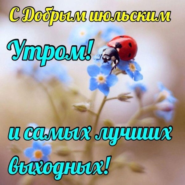 божие коровки