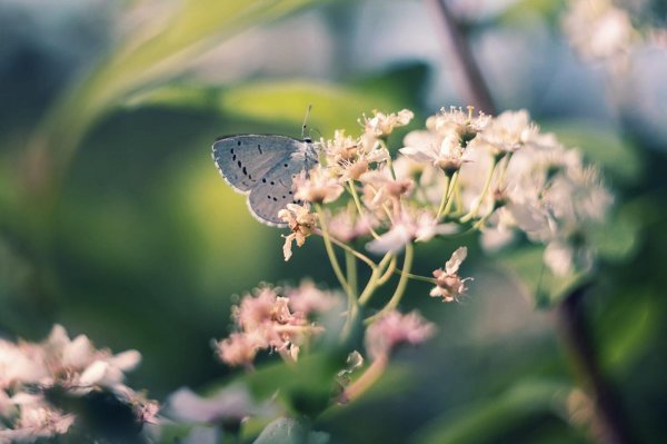 celastrina argiolus