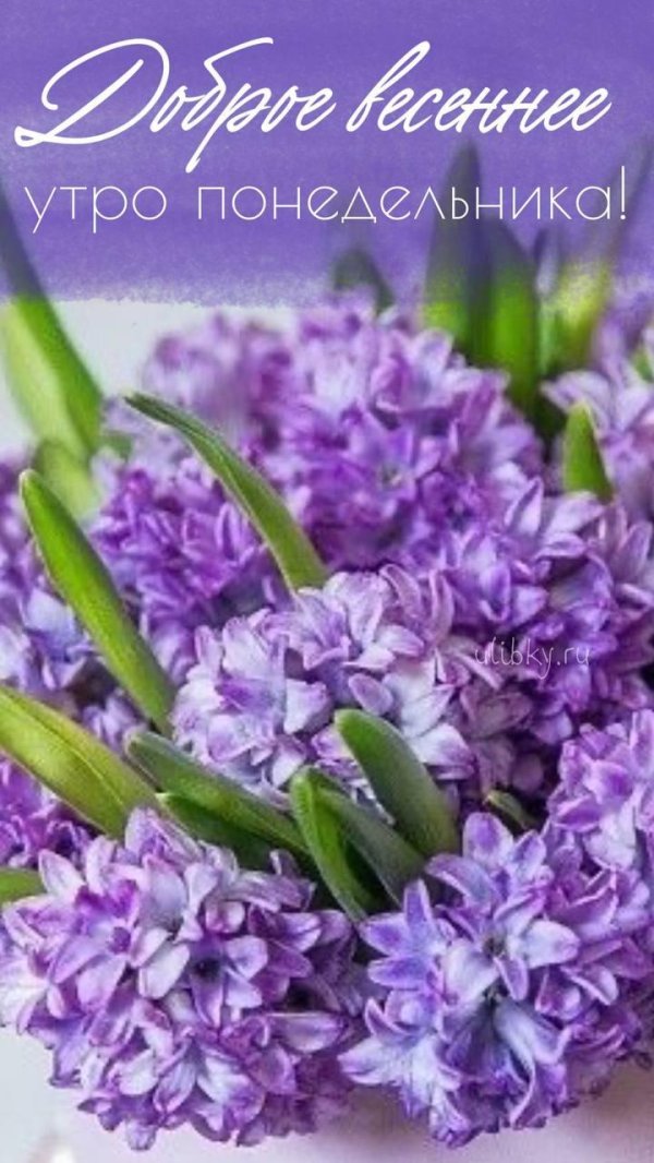 доброе утро понедельника весна