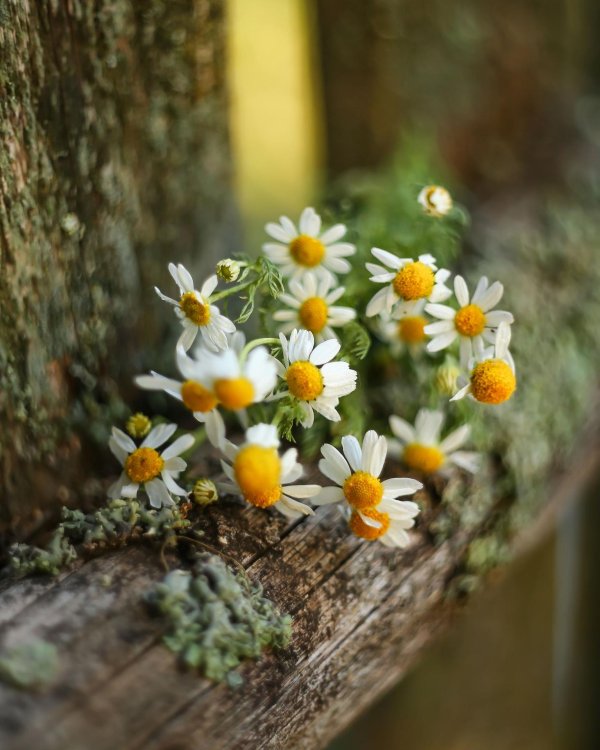 ромашка цветки