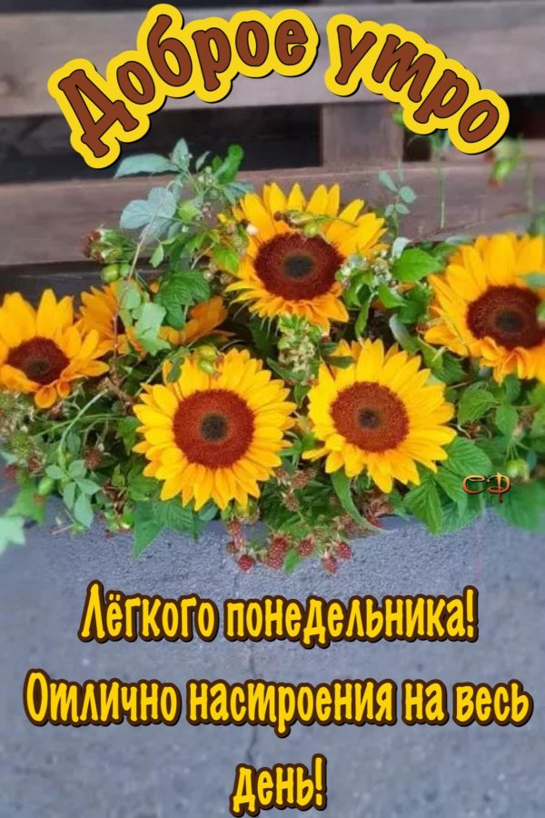 открытка с подсолнухами