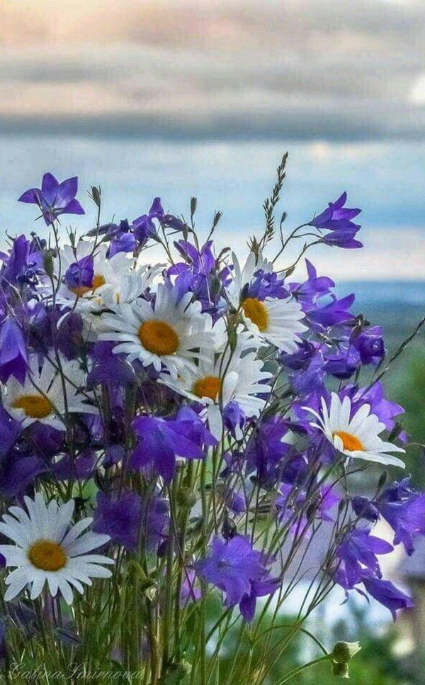 цветок полевой