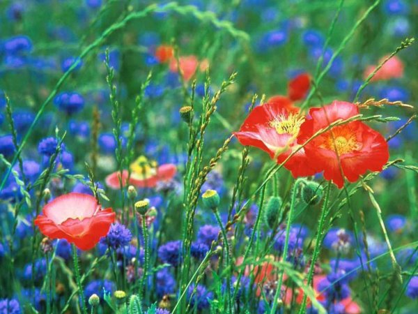поле маки и васильки