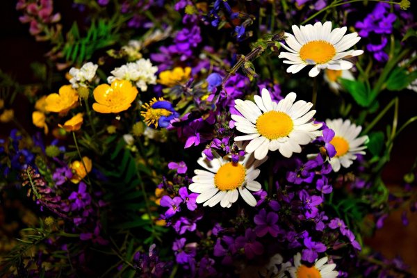 цветок полевой