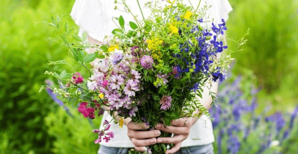 цветок полевой