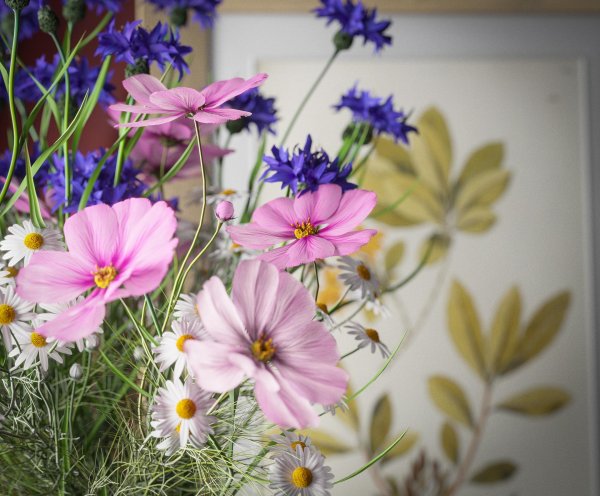 цветок космеи