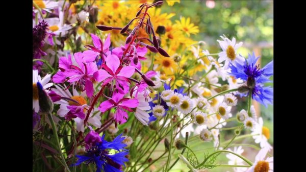 цветок полевой