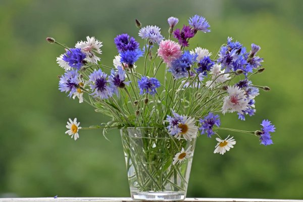 мак василек лютик незабудка