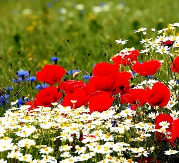 ромашково маковое поле