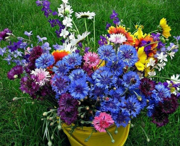 цветок полевой