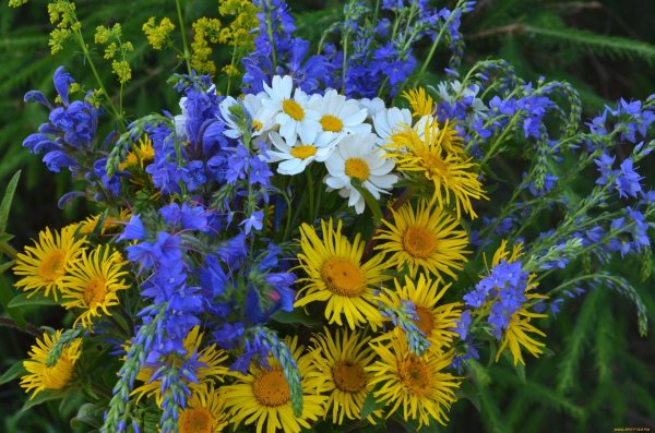 кашка ромашка мак василек